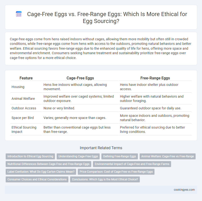 Cage-Free Eggs vs. Free-Range Eggs: Which Is More Ethical for Egg Sourcing?
