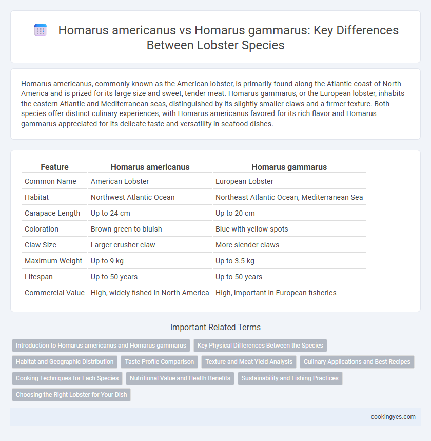 Homarus americanus vs Homarus gammarus: Key Differences Between Lobster Species