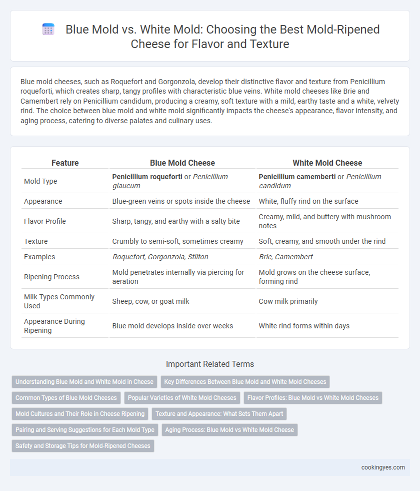 Blue Mold vs. White Mold: Choosing the Best Mold-Ripened Cheese for Flavor and Texture