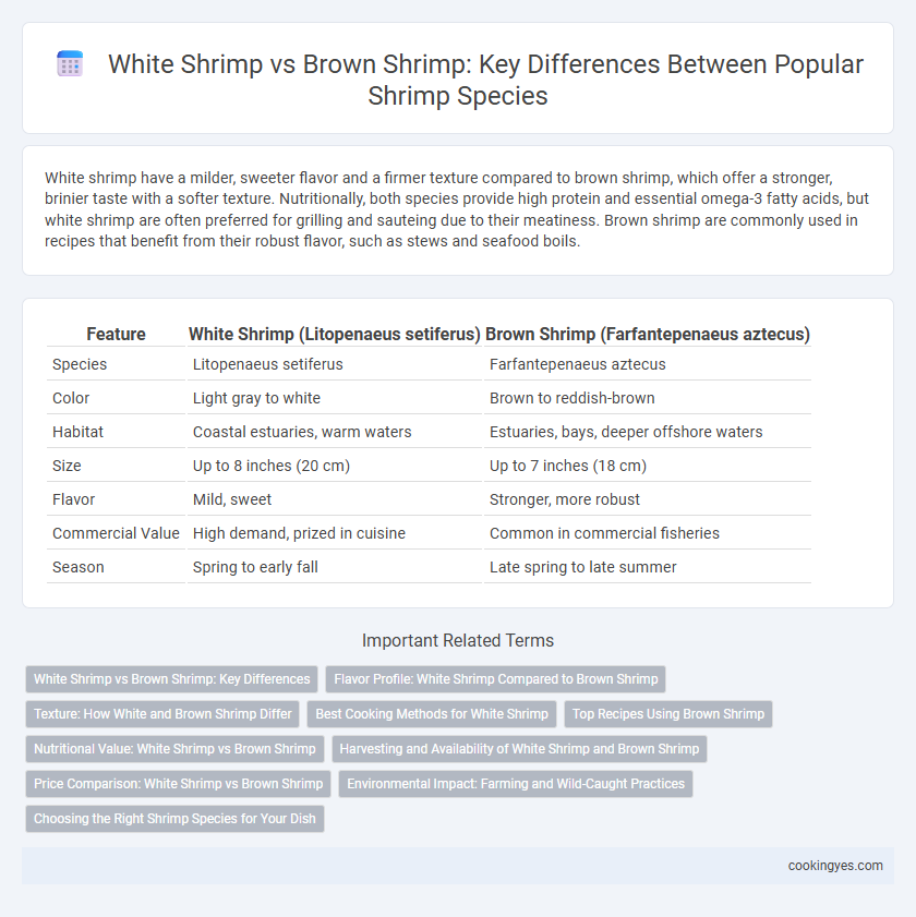 White Shrimp vs Brown Shrimp: Key Differences Between Popular Shrimp Species