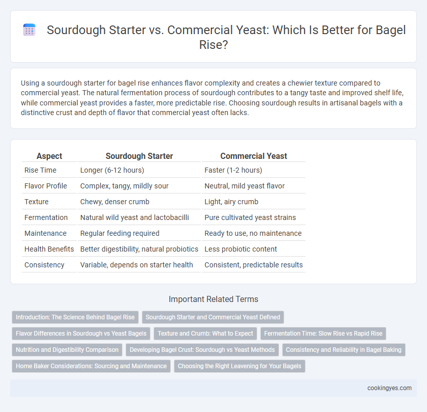 Sourdough Starter vs. Commercial Yeast: Which Is Better for Bagel Rise?